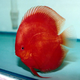 F2 Solid Red Discus