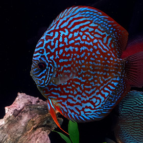 Galaxy Turquoise Discus