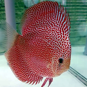 Leopord Spotted Discus