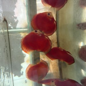 Super Red Melon