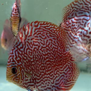 Super red mosaic