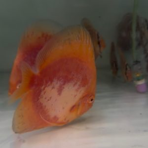Super calico fish